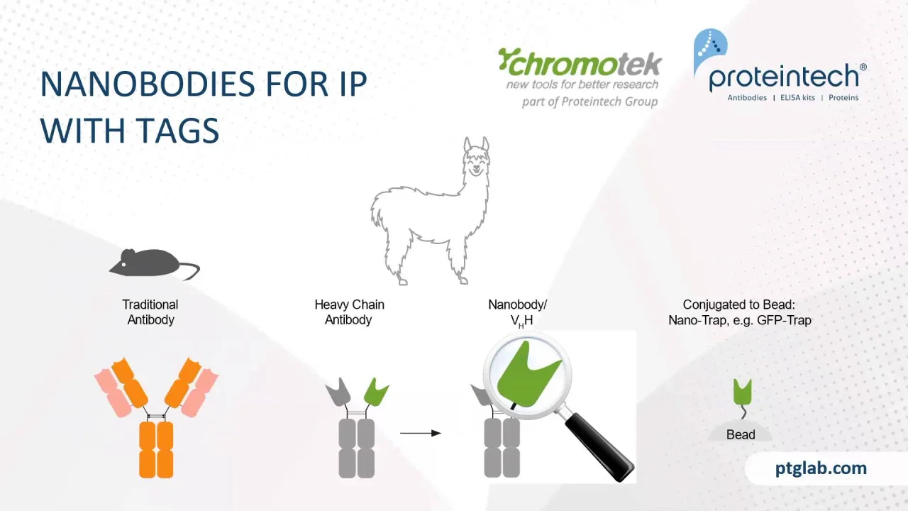 Enhance Your Ip And If Experiments With Nanobodies And Antibodies Proteintech Group 武汉三鹰生物技术有限公司