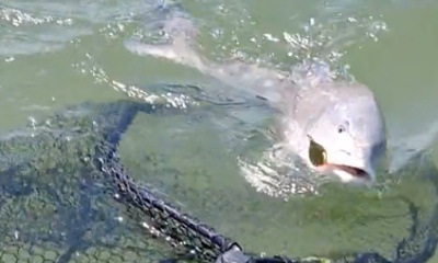 Hatteras Report Video 0