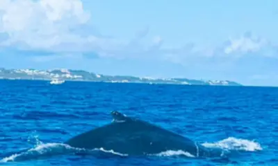 Whale watching this spring