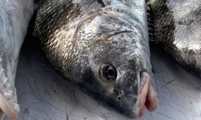 Perdido Pass Report Video 0