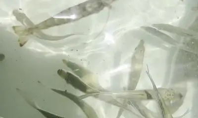 Islamorada Report Video 0