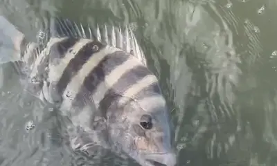 Sarasota Report Video 1
