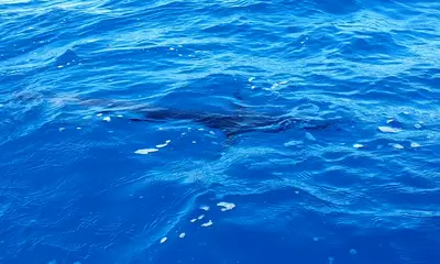 Playa Del Carmen Report Video 0