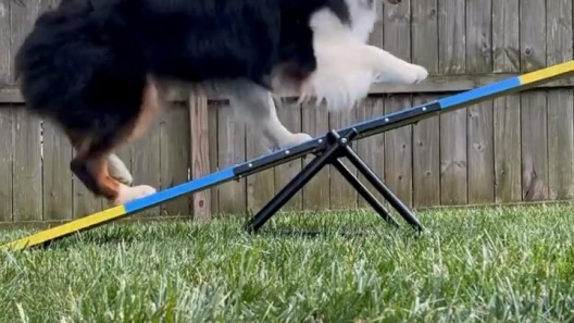 Out of Stock - BETTER SPORTING DOGS Practice See Saw Dog Agility ...