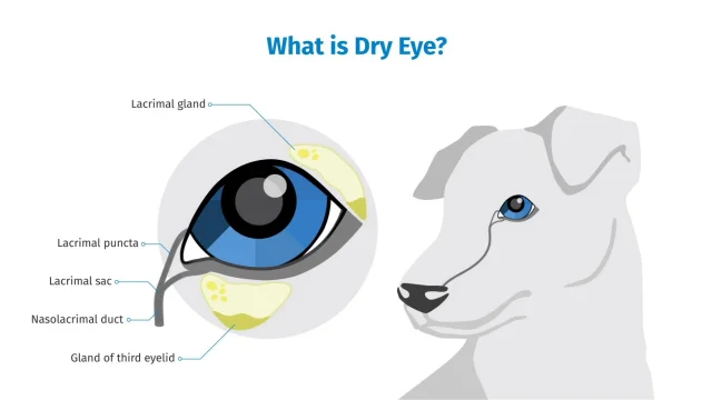 Can you use human outlet eye drops on dogs