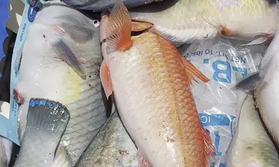 Kailua-Kona Report Video 0