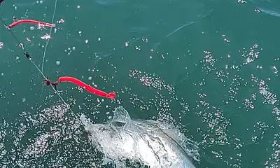 Montauk Report Video 0