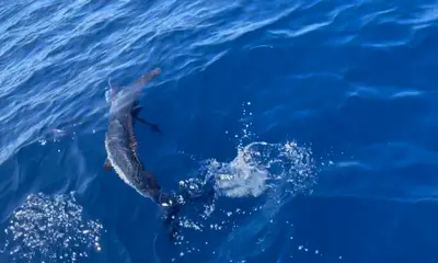 Fernandina Beach Report Video 0