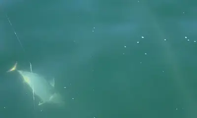 Narragansett Report Video 0