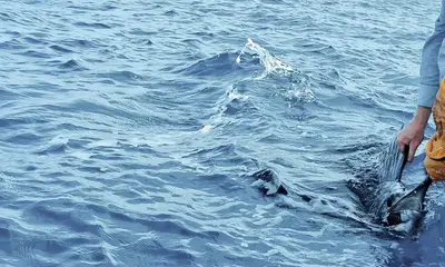 Rapport vidéo Playa Herradura 0