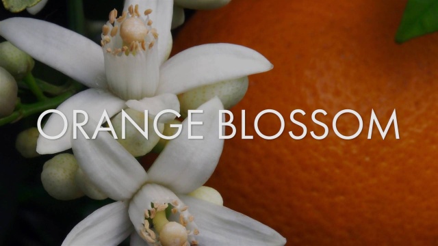 CandleScience Orange Blossom Fragrance Oil 1 oz Sample BottleScents for Candle & Soap Making