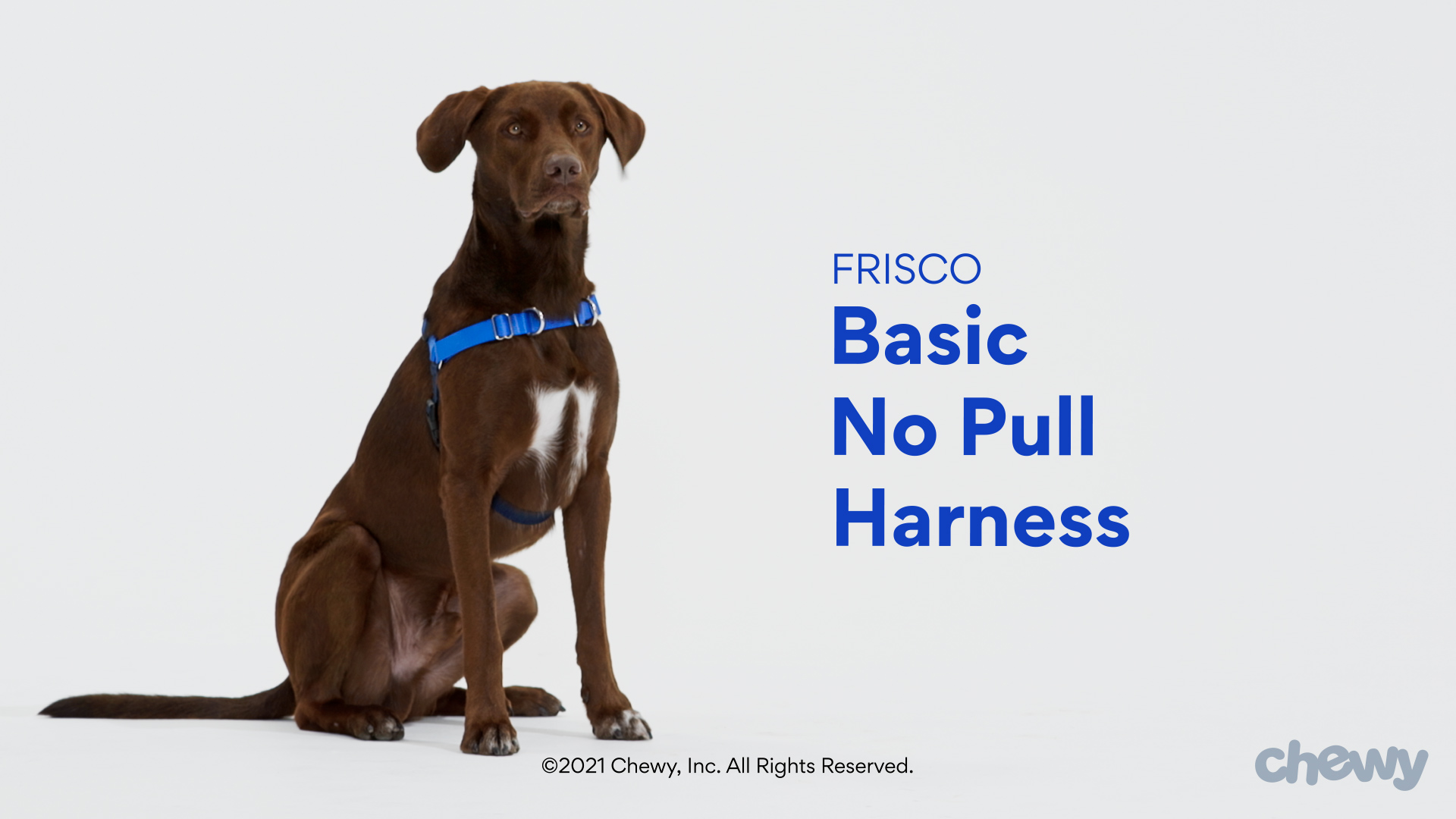 FRISCO Basic No Pull Harness Navy Blue XL Chewy