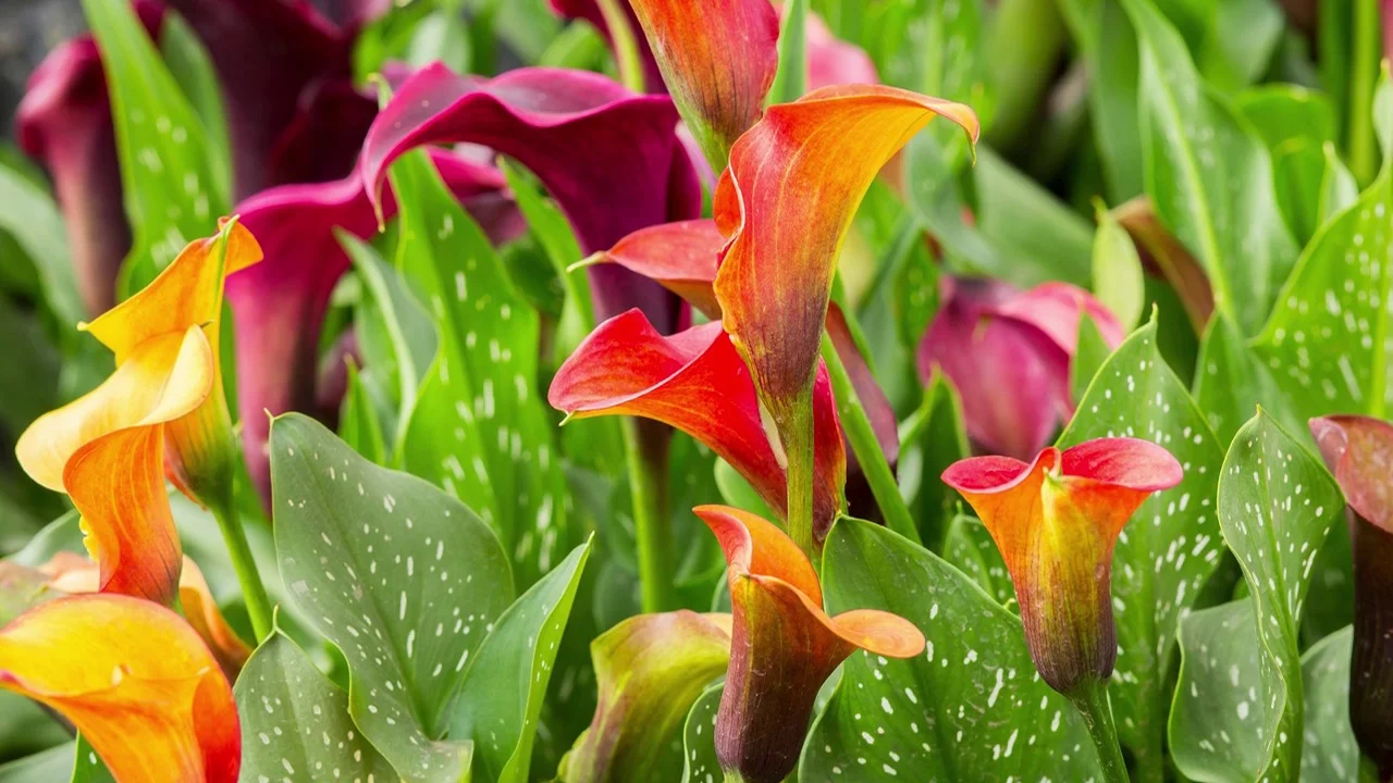 Image of Calla lilies flower bulb that blooms all summer