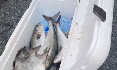 Virginia Beach Report Video 0
