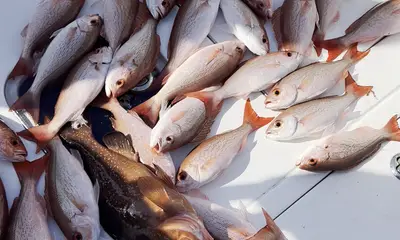 Santa Rosa Beach Report Video 0