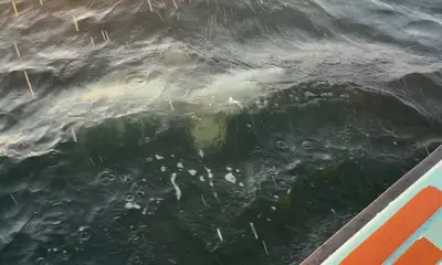 SHARK!!!! GOT IT DONE!!