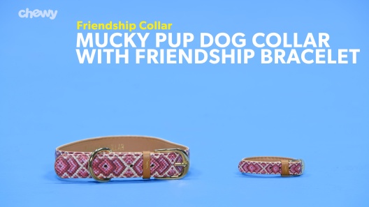 Play Video: Learn More About FriendshipCollar From Our Team of Experts