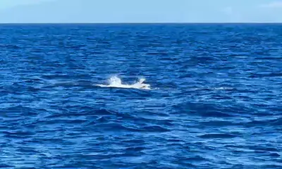 Blue Marlin on the line!