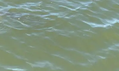 Venice Report Video 0