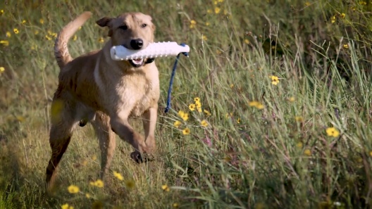 Support & Manuals: In-Ground Fence™ Add-A-Dog collar - SportDOG® Canada