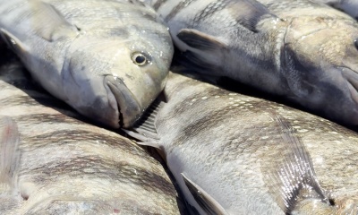 Sarasota Report Video 2