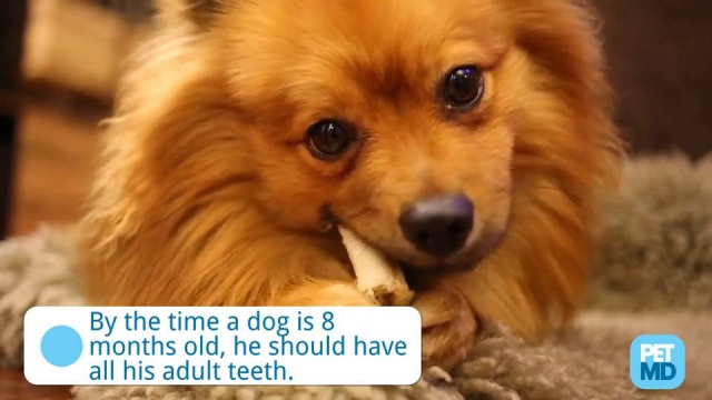 what do i do if my dog has a loose tooth