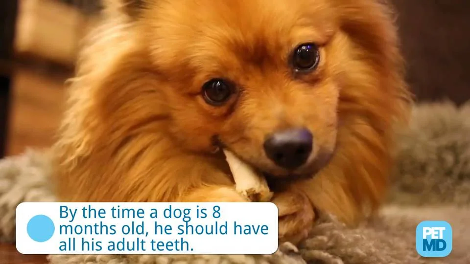 what happens if dog loses teeth