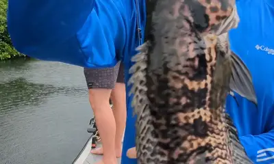 Gamboa Report Video 3