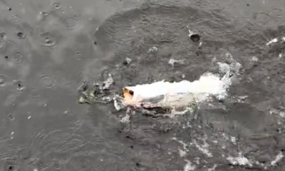 River Road Report Video 1