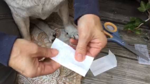 pawflex protective sleeve