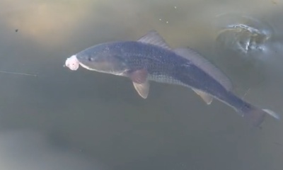 Ruskin Report Video 0