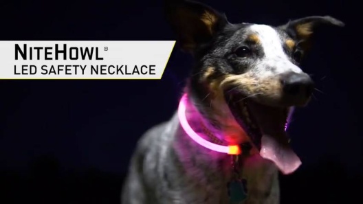 are led dog collars safe