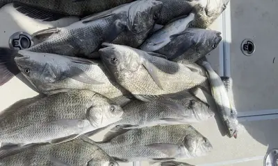 Gulf of Mexico Report Video 2