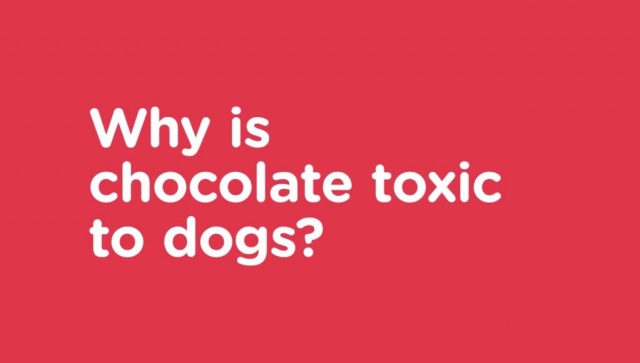 what happens when a dog eats dark chocolate