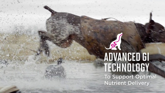 Play Video: Learn More About Eukanuba From Our Team of Experts