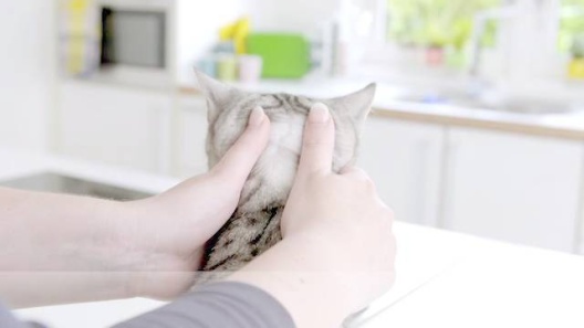 Bravecto Topical Solution for Cats, 6.2-13.8 lbs, (Blue Box)