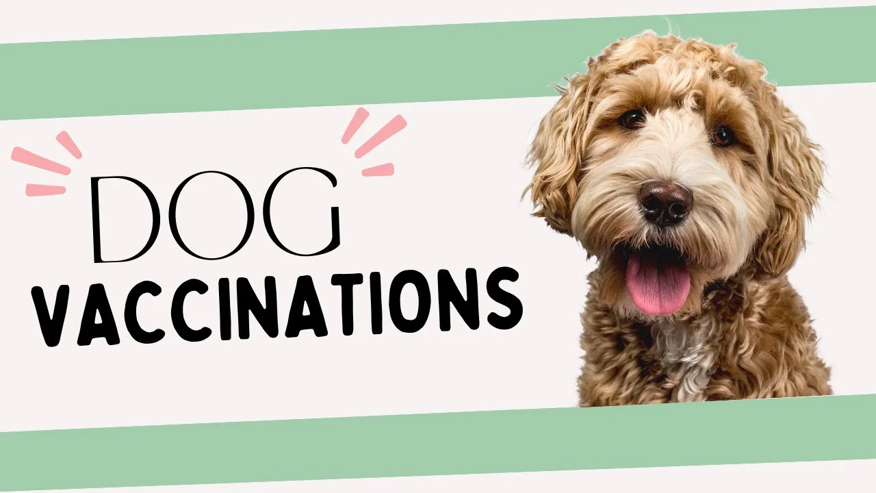 Puppy Vaccinations: When to Get Them and Why