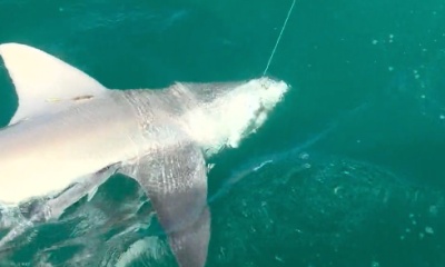 Captain Jake top rated! Put us on some Hammerheads. Highly recommend