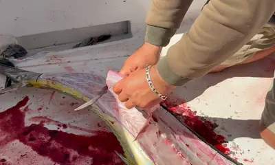 Awesome day of fishing on a solid comfortable boat with an attentive crew and captain 