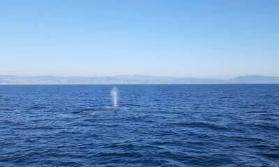 Having a WHALE OF A TIME!
