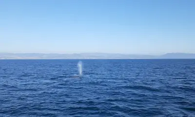 Dana Point Report Video 0