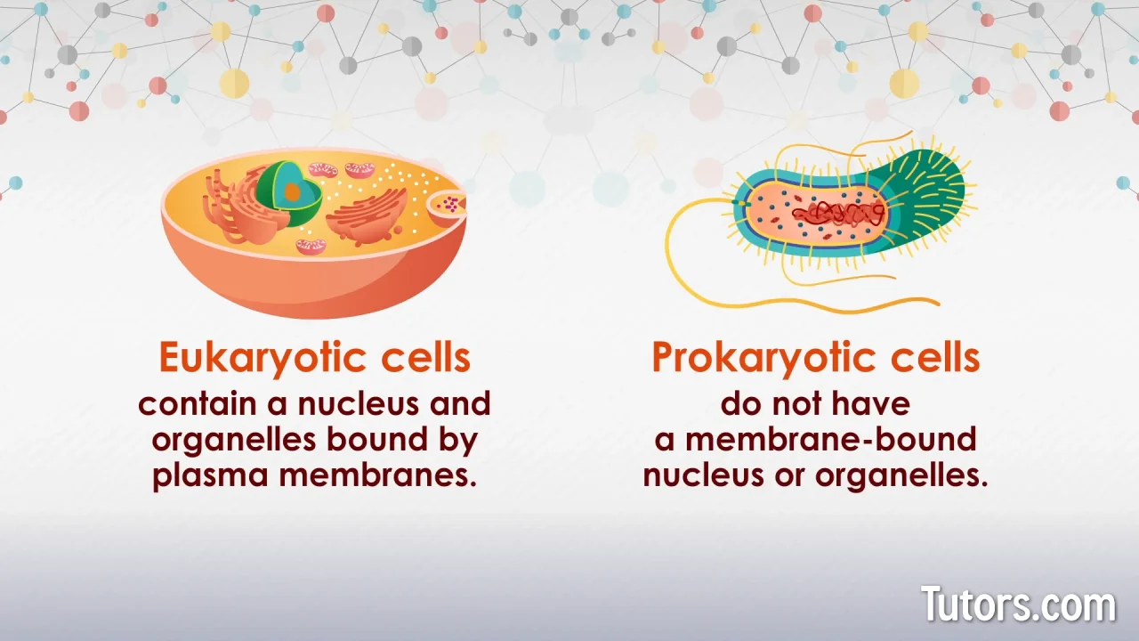 Prokaryotic Vs. Eukaryotic Cells | Differences & Examples