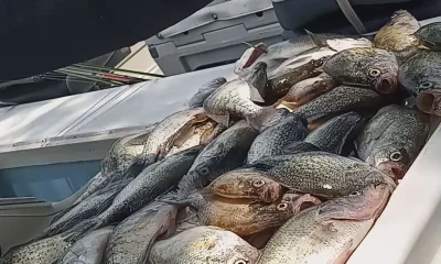Quitman Report Video 0