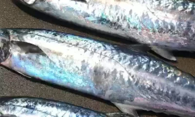 Fort Lauderdale Bericht Video 0