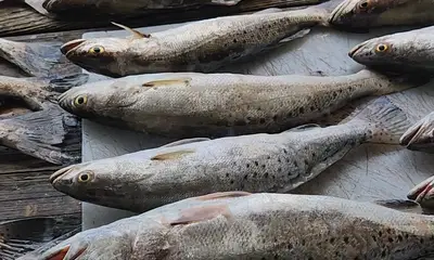 Empire Report Video 0