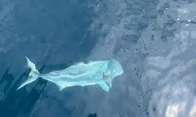 Herradura Report Video 0