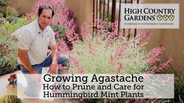 Apricot Sprite Hummingbird Mint Agastache Aurantiaca Apricot Sprite Hummingbird Mint Agastache Aurantiaca High Country Gardens