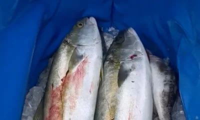 San Diego Report Video 0