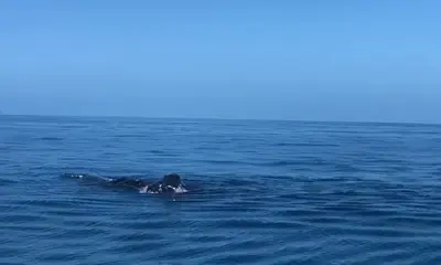 Venice Report Video 0