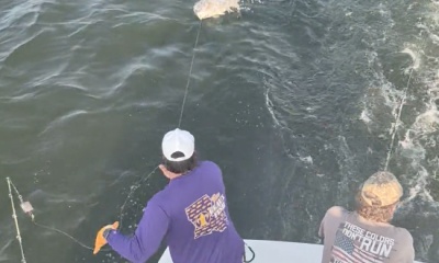 The Red Drum are biting